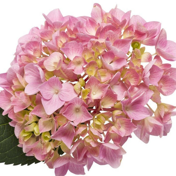 Let's Dance Big Easy Hydrangea