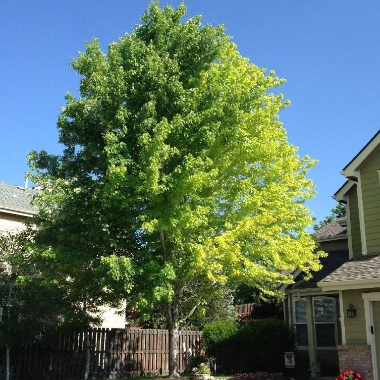 Maple Tree Summer