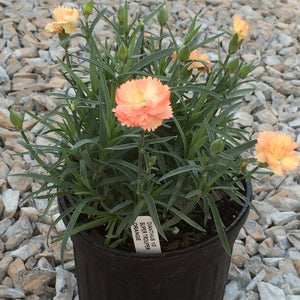 Super Trouper Orange Dianthus