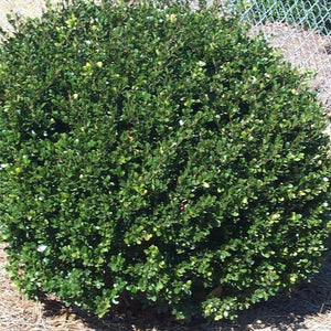 Compact Japanese Holly