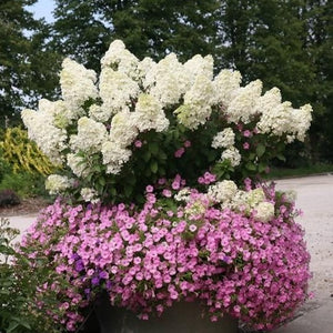 Bobo Hydrangea