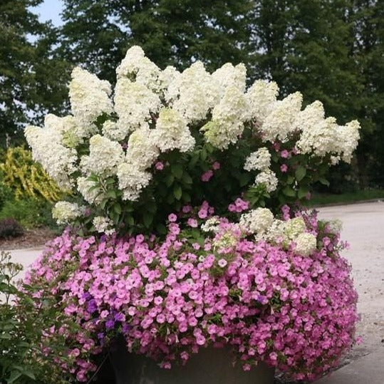 Bobo Hydrangea
