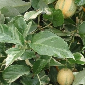Variegated Lemon Tree