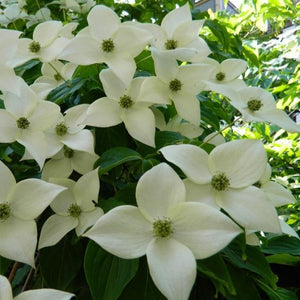 White Kousa Dogwood Tree 