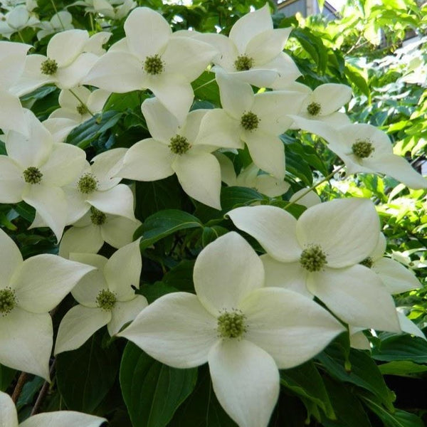 White Kousa Dogwood Tree 