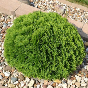 Hetz Midget Arborvitae