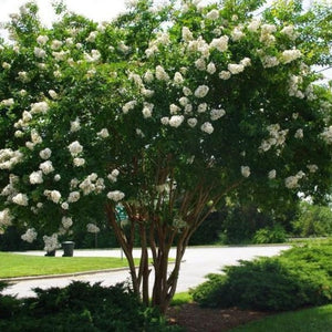 Natchez Crape Myrtle