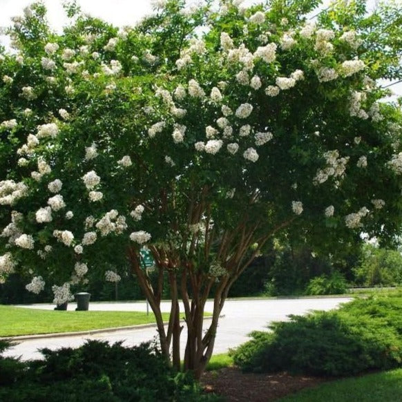 Natchez Crape Myrtle