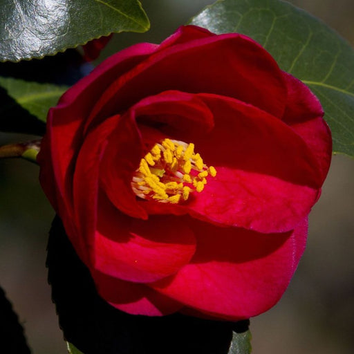 Greenboro Red Camellia