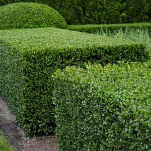 Green Velvet Boxwood