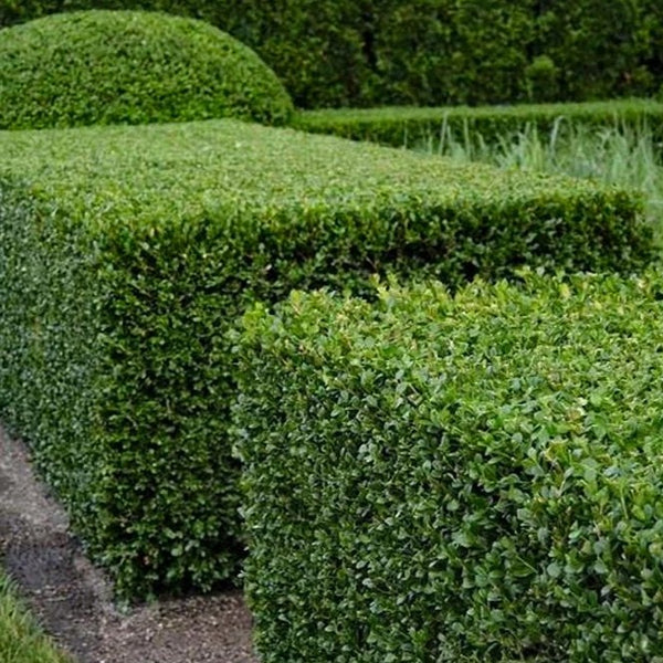 Green Velvet Boxwood