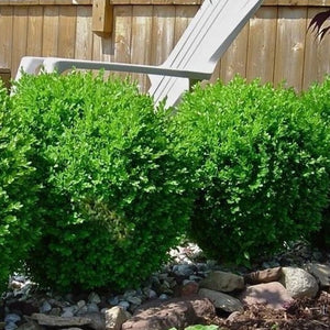 Winter Gem Boxwood