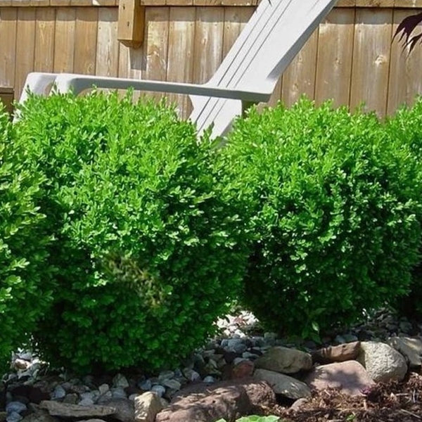 Winter Gem Boxwood
