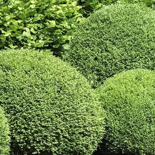 American Boxwood pruned