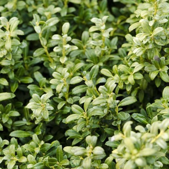 Steeds Holly | Steeds Upright Japanese Holly - PlantingTree