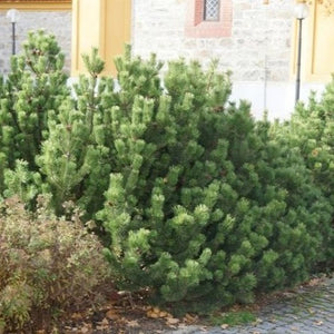 Mugo Pine