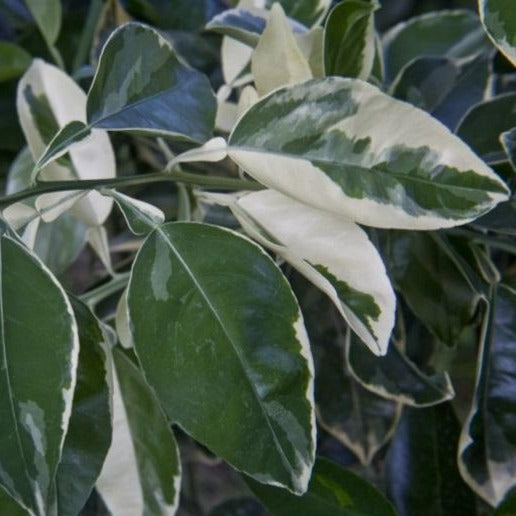Variegated Meyer Lemon Tree