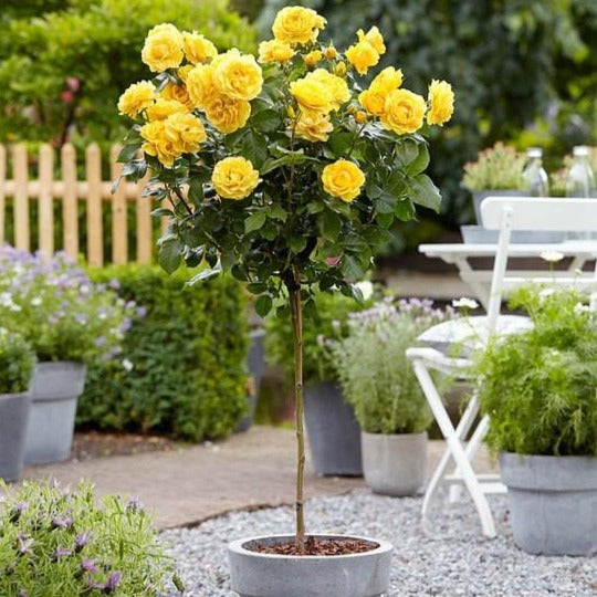 Yellow Sunblaze Miniature Rose Tree