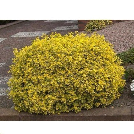 fertilizer for euonymus plant Golden Euonymus | Golden Euonymus Shrub