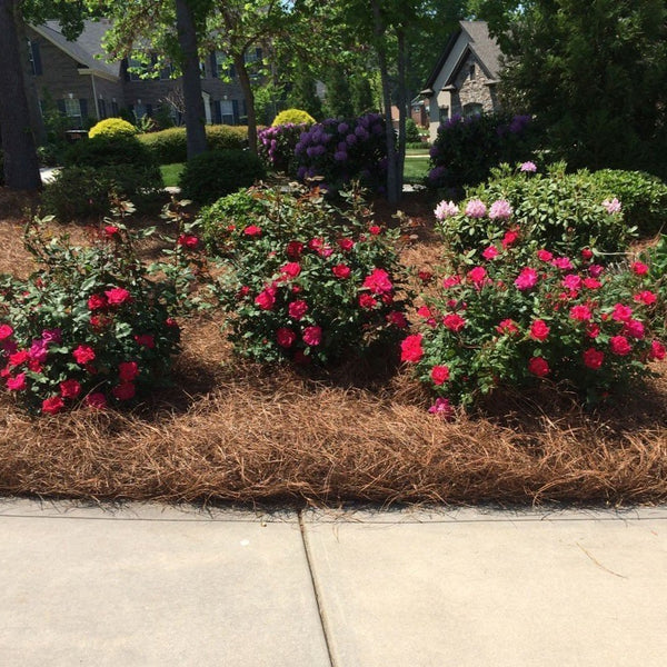 Red Double Knockout Roses