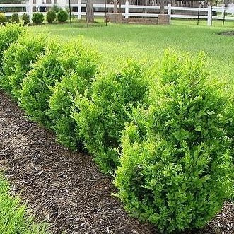 Green Mountain Boxwood Hedge