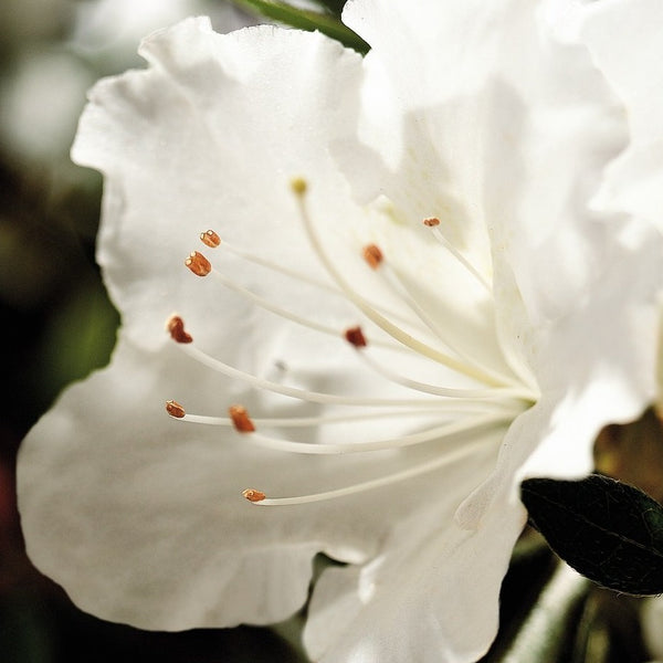 Autumn Angel Encore Azalea