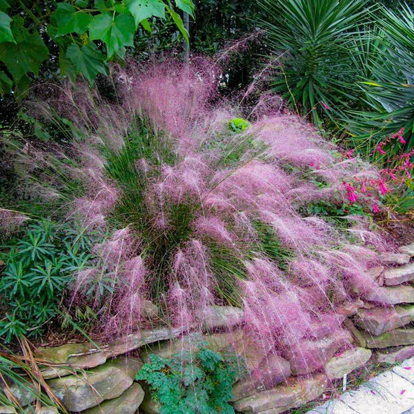 Pink Muhly Grass | Pink Muhly Grass for Sale | PlantingTree