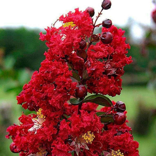 Red Rocket Crape Myrtle