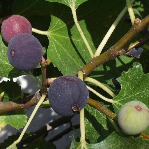 Chicago Hardy Fig