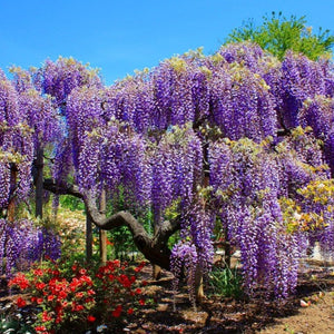 Blue Chinese Wisteria Tree