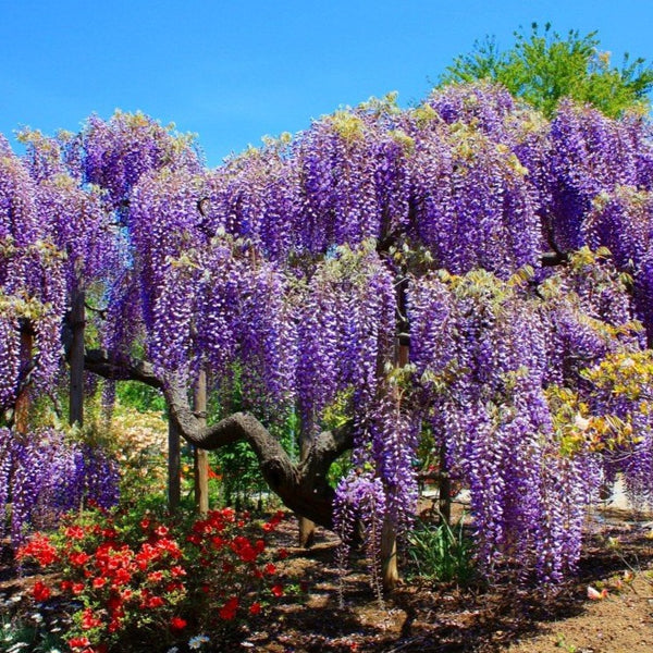 chinese weeping blue wisteria potted plant - 2 Gallon
