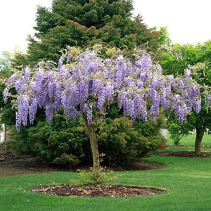Blue Chinese Wisteria Tree