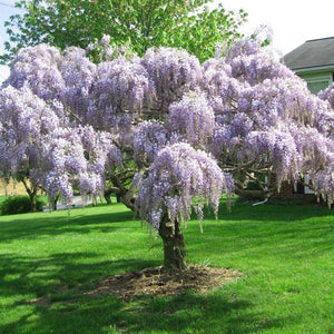 Blue Chinese Wisteria Tree