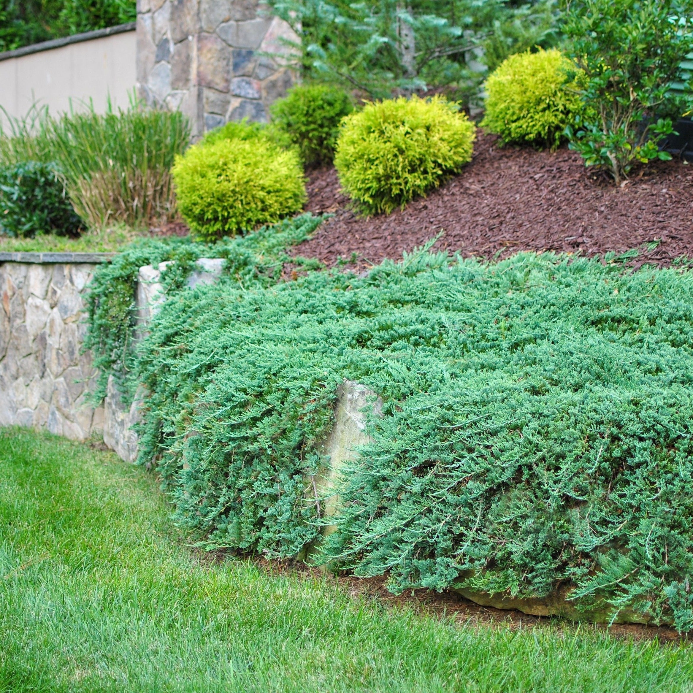 Juniper Rug Knockout Roses Juniperus Horizontalis Blue Rug