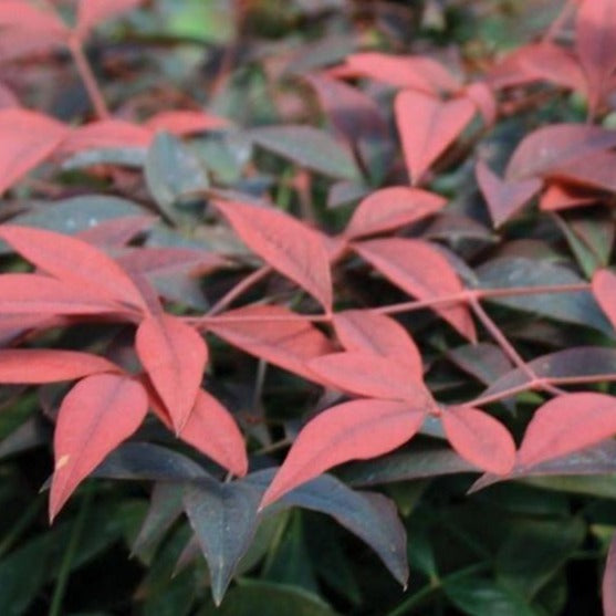 Flirt Nandina