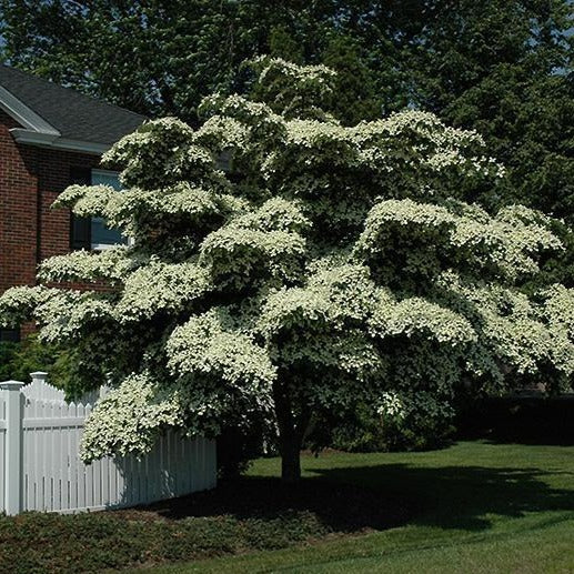 White Kousa Dogwood Tree