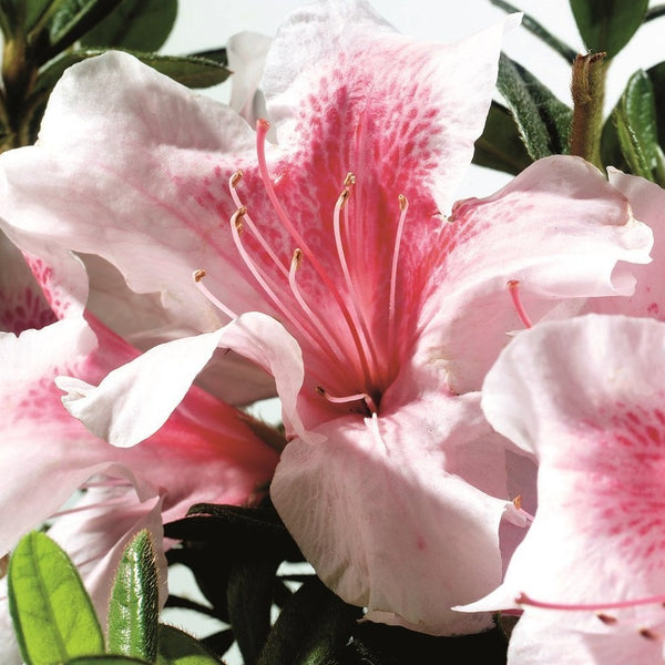 Autumn Chiffon Encore Azalea