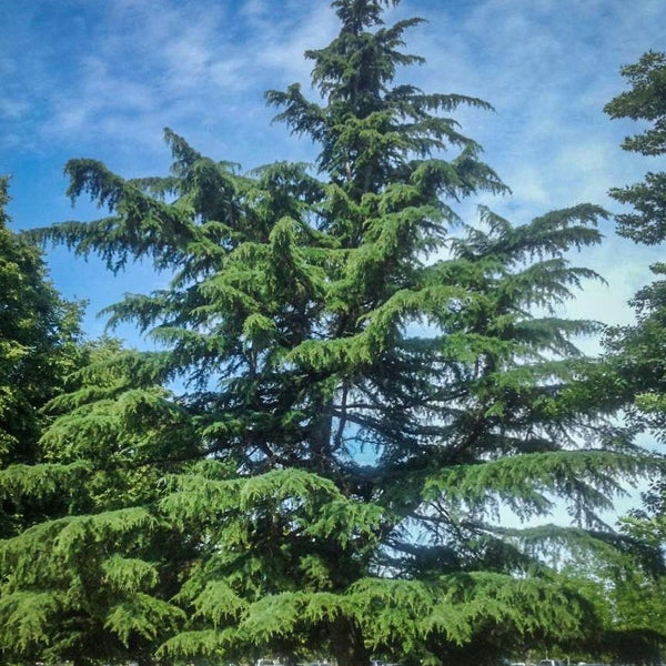 Deodar Cedar