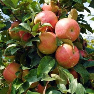 Honeycrisp Apple Tree