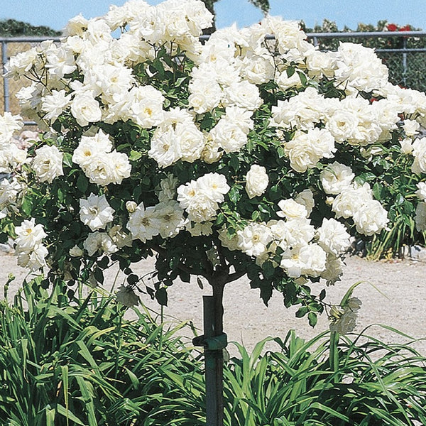 Icecap Rose Tree