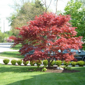 Bloodgood Japanese Maple Tree