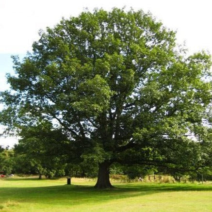 red oak indoor plant Brighter Blooms - Northern Red Oak Tree, 5-6 ft