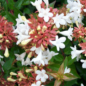 Little Richard Abelia