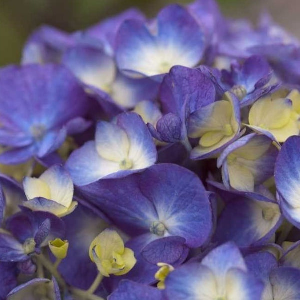 Bloomstruck Hydrangea