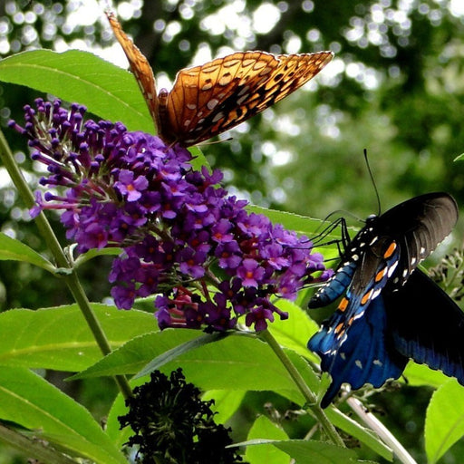Black Knight Butterfly Bush