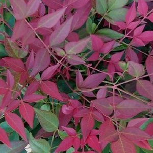Flirt Nandina