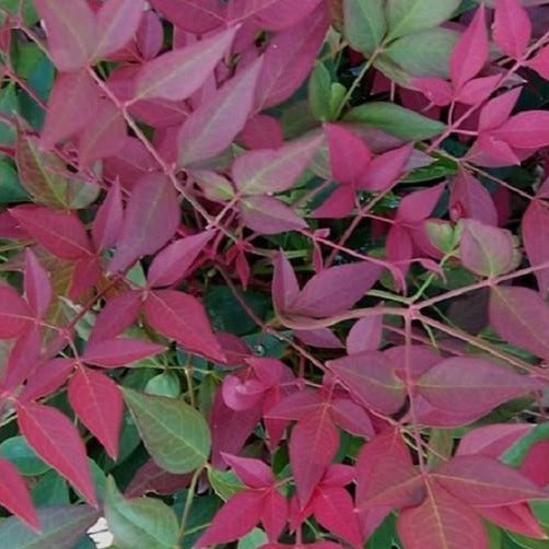 Flirt Nandina