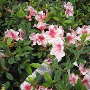 Autumn Chiffon Encore Azalea