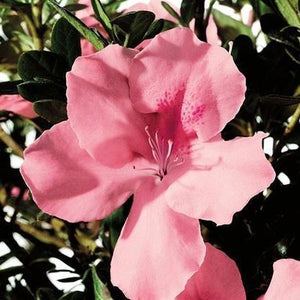 Autumn Debutante Encore Azalea