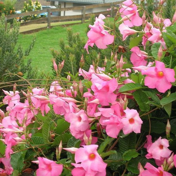 house plant vine with pink flowers Pink Mandevilla Vine